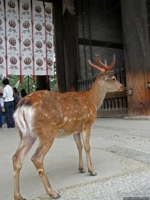 Олени Нара-парка