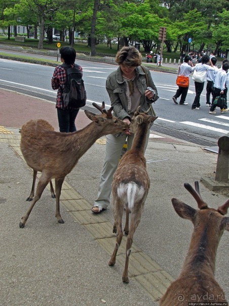 Олени Нара-парка