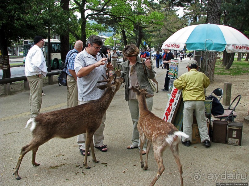 Олени Нара-парка