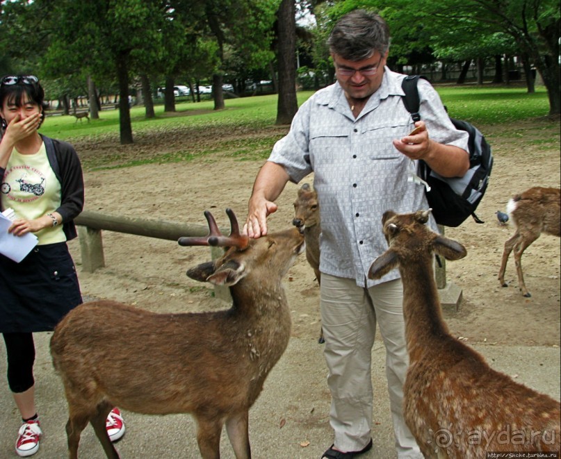 Олени Нара-парка