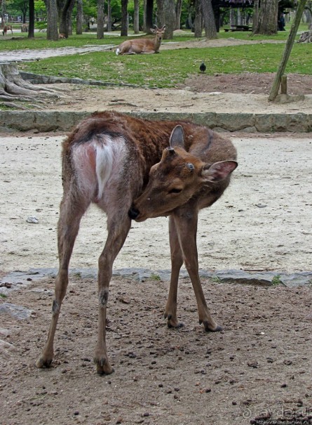 Олени Нара-парка