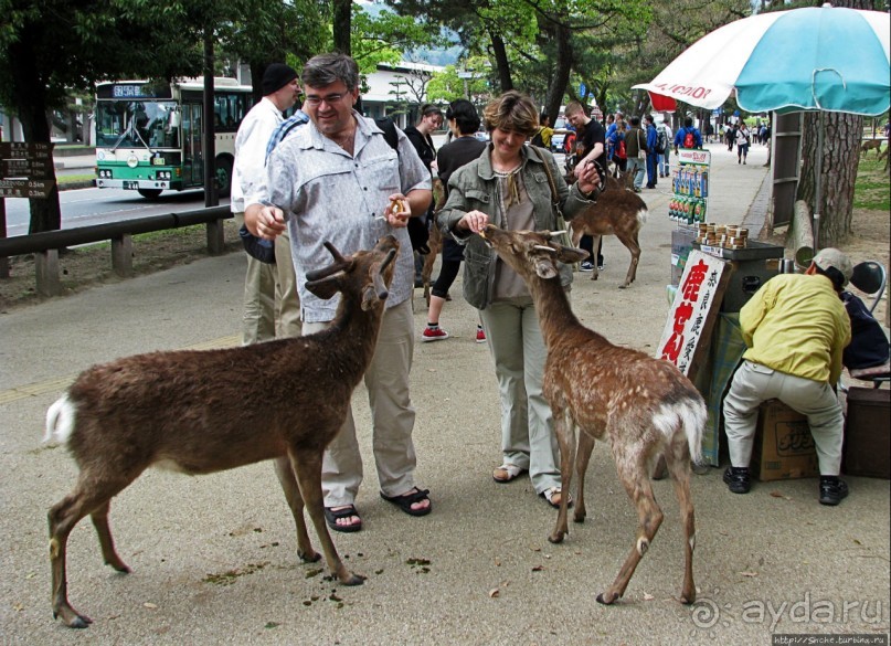 Олени Нара-парка