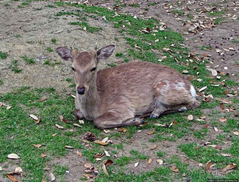 Олени Нара-парка