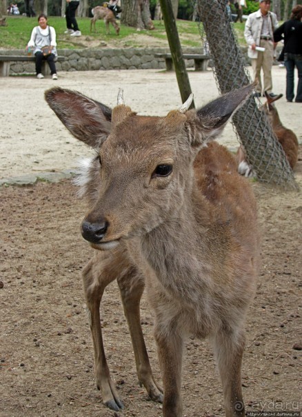 Олени Нара-парка
