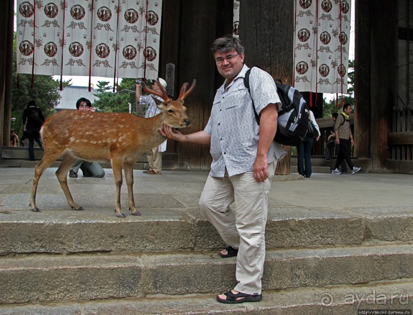 Олени Нара-парка