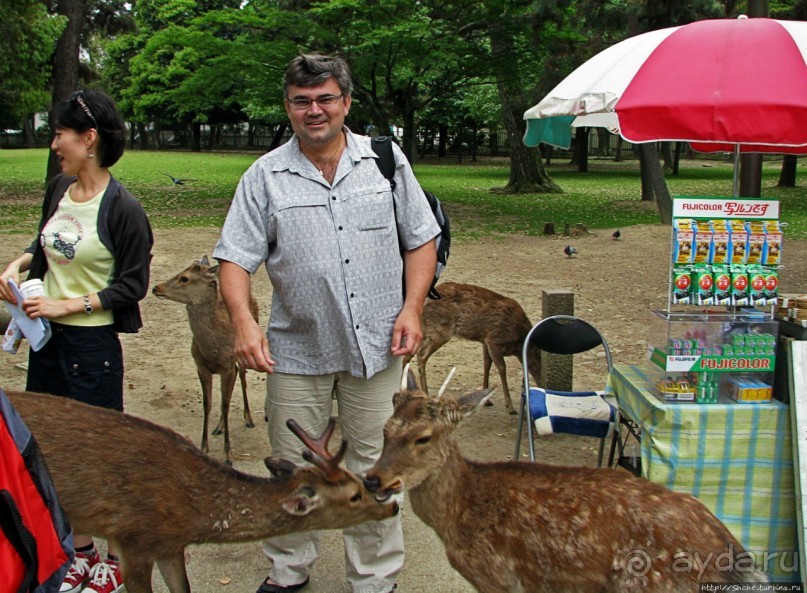 Олени Нара-парка