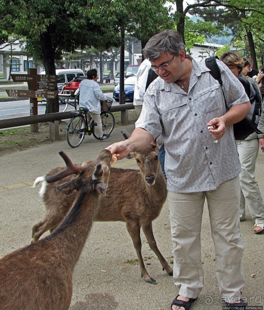Олени Нара-парка