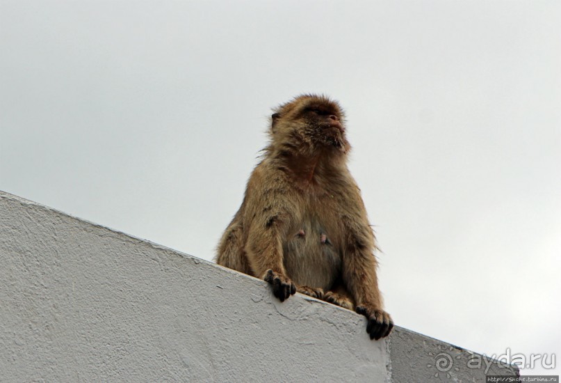 Маготы, или берберские макаки — "коренные" жители Скалы