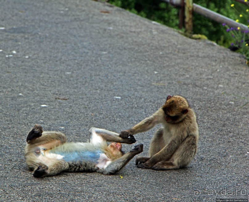 Маготы, или берберские макаки — "коренные" жители Скалы