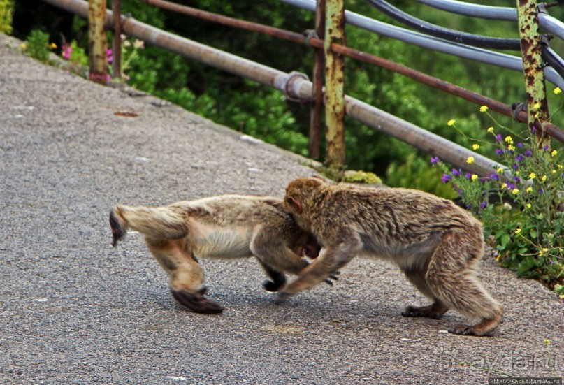 Маготы, или берберские макаки — "коренные" жители Скалы