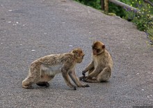Маготы, или берберские макаки — "коренные" жители Скалы
