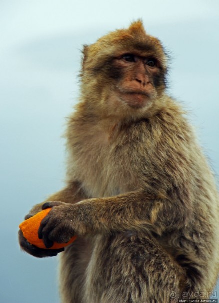 Маготы, или берберские макаки — "коренные" жители Скалы