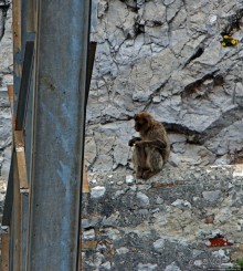 Маготы, или берберские макаки — "коренные" жители Скалы