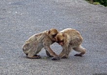 Маготы, или берберские макаки — "коренные" жители Скалы
