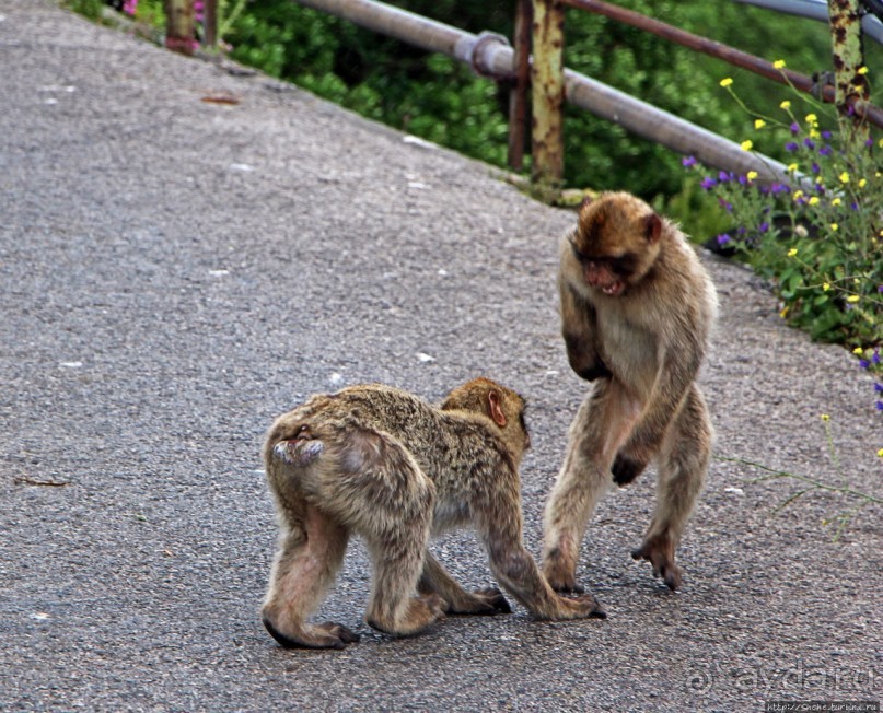 Маготы, или берберские макаки — "коренные" жители Скалы