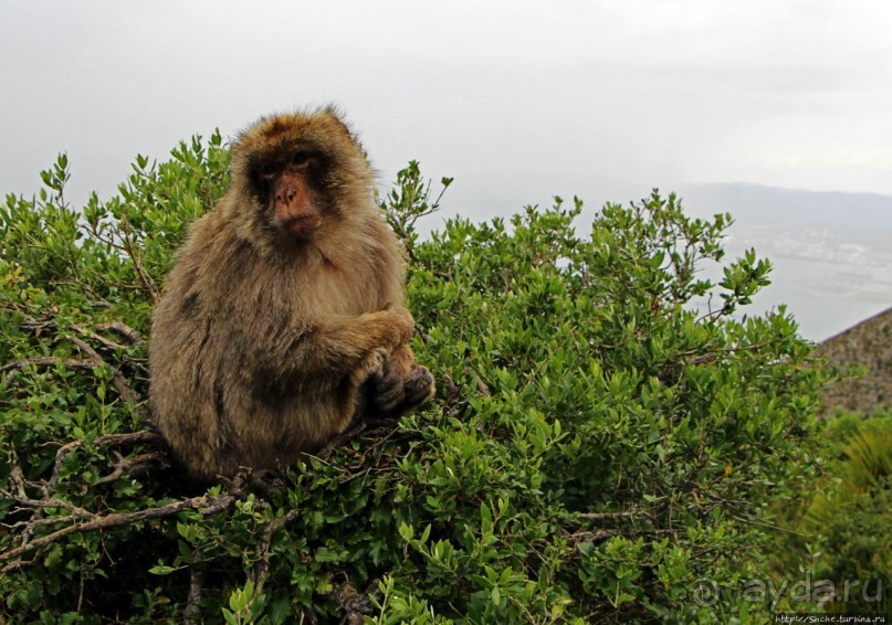 Маготы, или берберские макаки — "коренные" жители Скалы