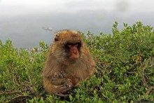 Маготы, или берберские макаки — "коренные" жители Скалы