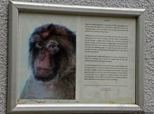 Маготы, или берберские макаки — "коренные" жители Скалы