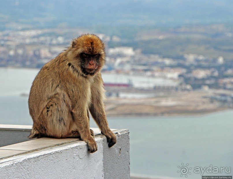 Маготы, или берберские макаки — "коренные" жители Скалы