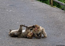 Маготы, или берберские макаки — "коренные" жители Скалы