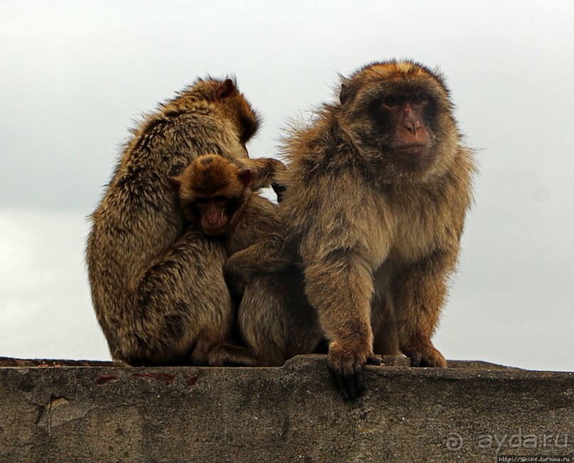 Маготы, или берберские макаки — "коренные" жители Скалы