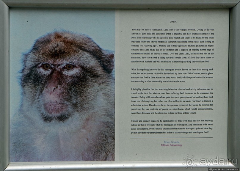 Маготы, или берберские макаки — "коренные" жители Скалы