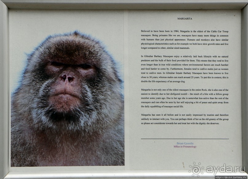 Маготы, или берберские макаки — "коренные" жители Скалы