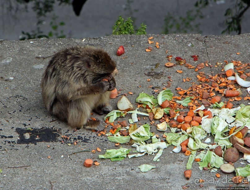 Маготы, или берберские макаки — "коренные" жители Скалы