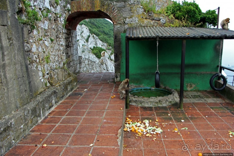 Маготы, или берберские макаки — "коренные" жители Скалы