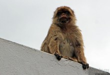 Маготы, или берберские макаки — "коренные" жители Скалы