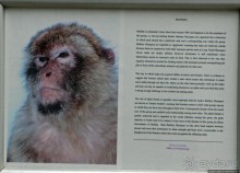 Маготы, или берберские макаки — "коренные" жители Скалы