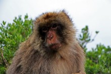 Маготы, или берберские макаки — "коренные" жители Скалы