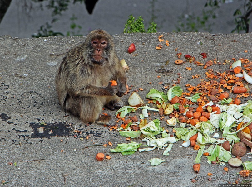 Маготы, или берберские макаки — "коренные" жители Скалы