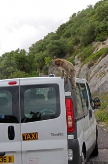 Маготы, или берберские макаки — "коренные" жители Скалы