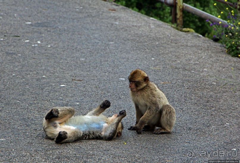 Маготы, или берберские макаки — "коренные" жители Скалы