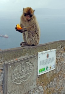Маготы, или берберские макаки — "коренные" жители Скалы