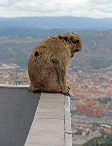 Маготы, или берберские макаки — "коренные" жители Скалы