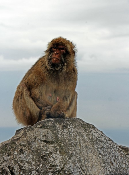 Маготы, или берберские макаки — "коренные" жители Скалы
