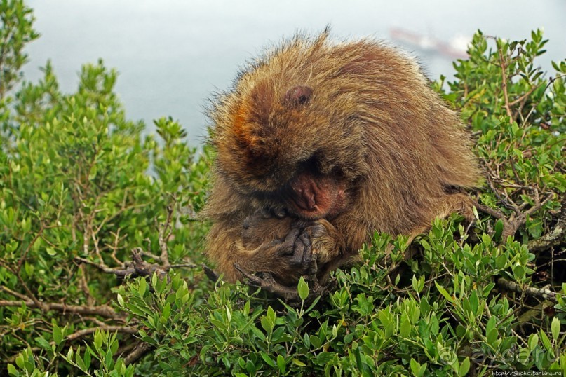 Маготы, или берберские макаки — "коренные" жители Скалы Маготы, или берберские макаки — "коренные" жители Скалы