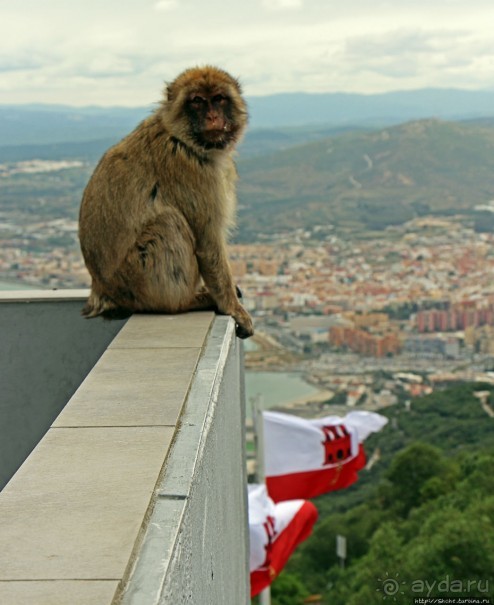 Маготы, или берберские макаки — "коренные" жители Скалы Маготы, или берберские макаки — "коренные" жители Скалы