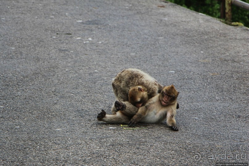 Маготы, или берберские макаки — "коренные" жители Скалы Маготы, или берберские макаки — "коренные" жители Скалы
