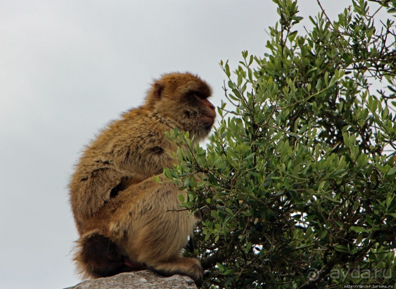 Маготы, или берберские макаки — "коренные" жители Скалы Маготы, или берберские макаки — "коренные" жители Скалы