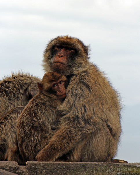 Маготы, или берберские макаки — "коренные" жители Скалы Маготы, или берберские макаки — "коренные" жители Скалы