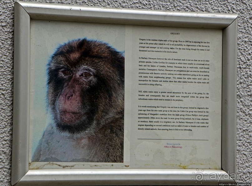 Маготы, или берберские макаки — "коренные" жители Скалы Маготы, или берберские макаки — "коренные" жители Скалы