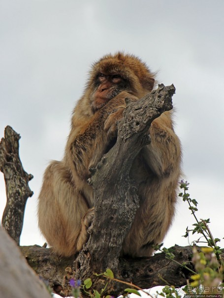 Маготы, или берберские макаки — "коренные" жители Скалы Маготы, или берберские макаки — "коренные" жители Скалы