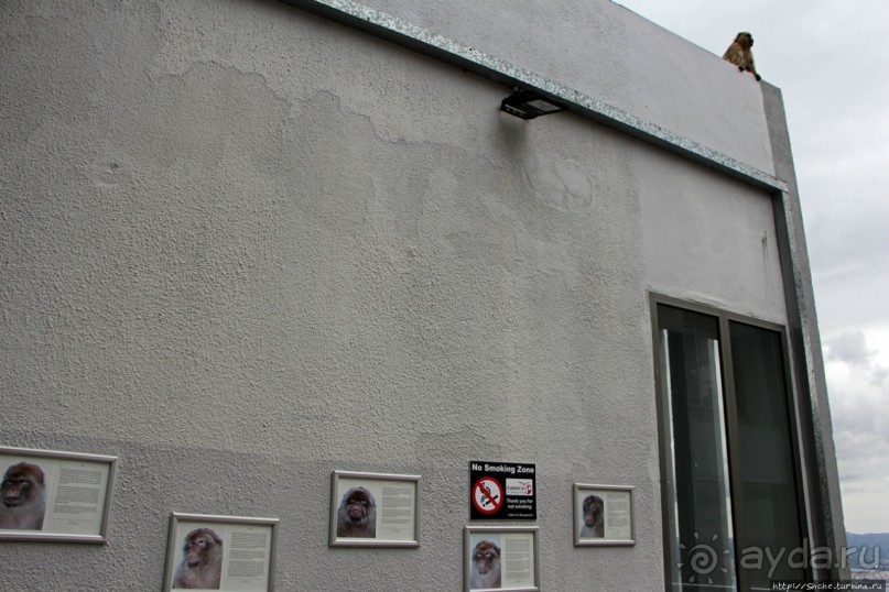 Маготы, или берберские макаки — "коренные" жители Скалы Маготы, или берберские макаки — "коренные" жители Скалы