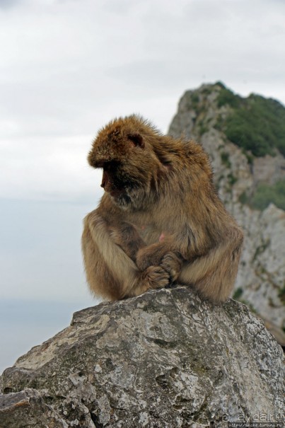 Маготы, или берберские макаки — "коренные" жители Скалы Маготы, или берберские макаки — "коренные" жители Скалы