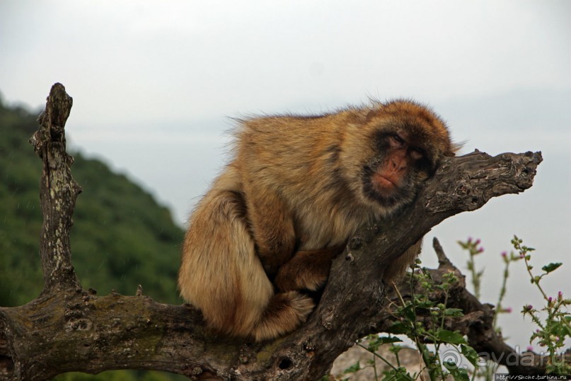 Маготы, или берберские макаки — "коренные" жители Скалы Маготы, или берберские макаки — "коренные" жители Скалы