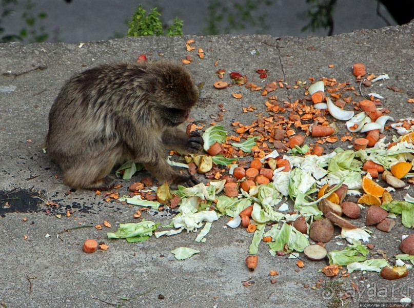 Маготы, или берберские макаки — "коренные" жители Скалы Маготы, или берберские макаки — "коренные" жители Скалы