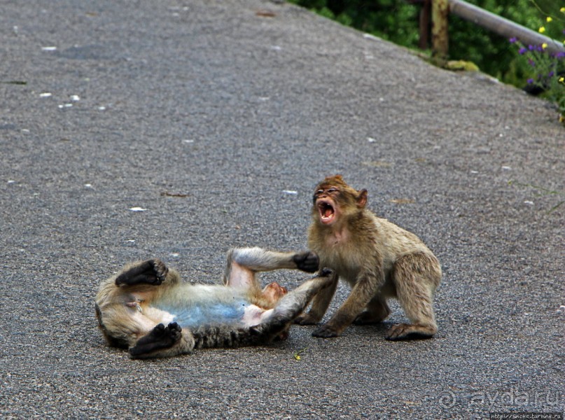 Маготы, или берберские макаки — "коренные" жители Скалы Маготы, или берберские макаки — "коренные" жители Скалы